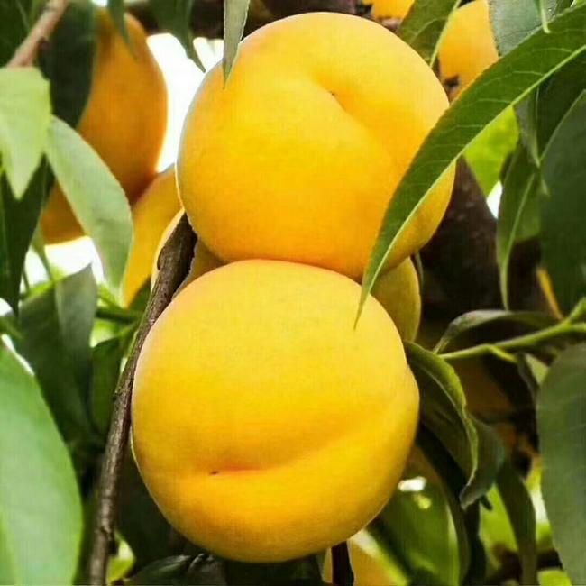 1716799707213509.jpg t0169354e173ee455e9.jpg